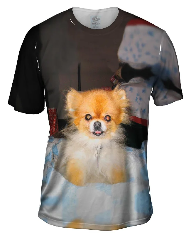 Kindhearted Pomeranian